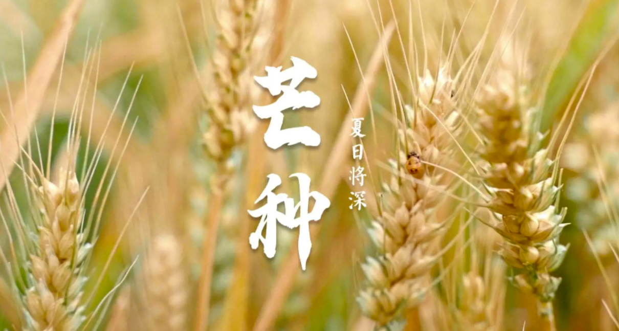 芒種時(shí)節(jié)：播種希望，收獲美好